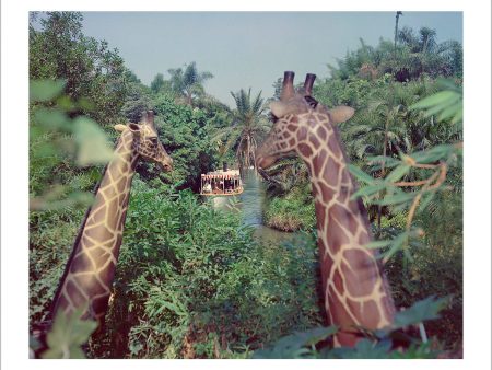 Giraffes in the Jungle Cruise  from Disney Photo Archives Online