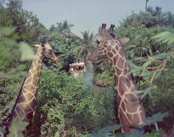 Giraffes in the Jungle Cruise  from Disney Photo Archives Online