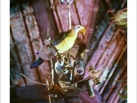 José in Walt Disney s Enchanted Tiki Room  from Disney Photo Archives Online now