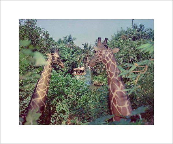 Giraffes in the Jungle Cruise  from Disney Photo Archives Online