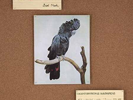 BITCH PREFECT - BIRD NERDS (CD) Online now