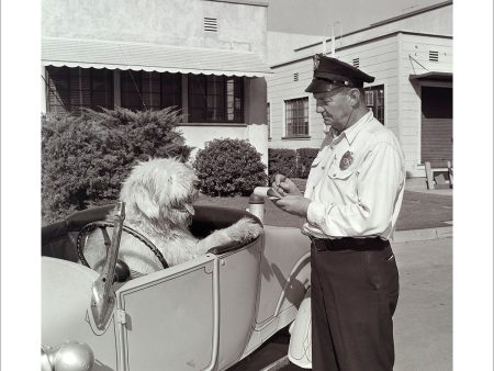 The Shaggy Dog Speeding Ticket  from Disney Photo Archives For Cheap