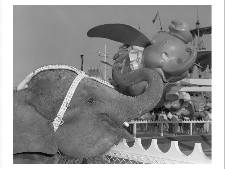 Elephant & Dumbo  from Disney Photo Archives Online now