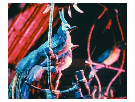 Walt Disney s Enchanted Tiki Room Birds  from Disney Photo Archives Online Hot Sale